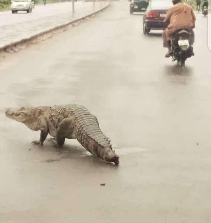 Burkina : des crocodiles dans les rues de la capitale inquiètent les populations