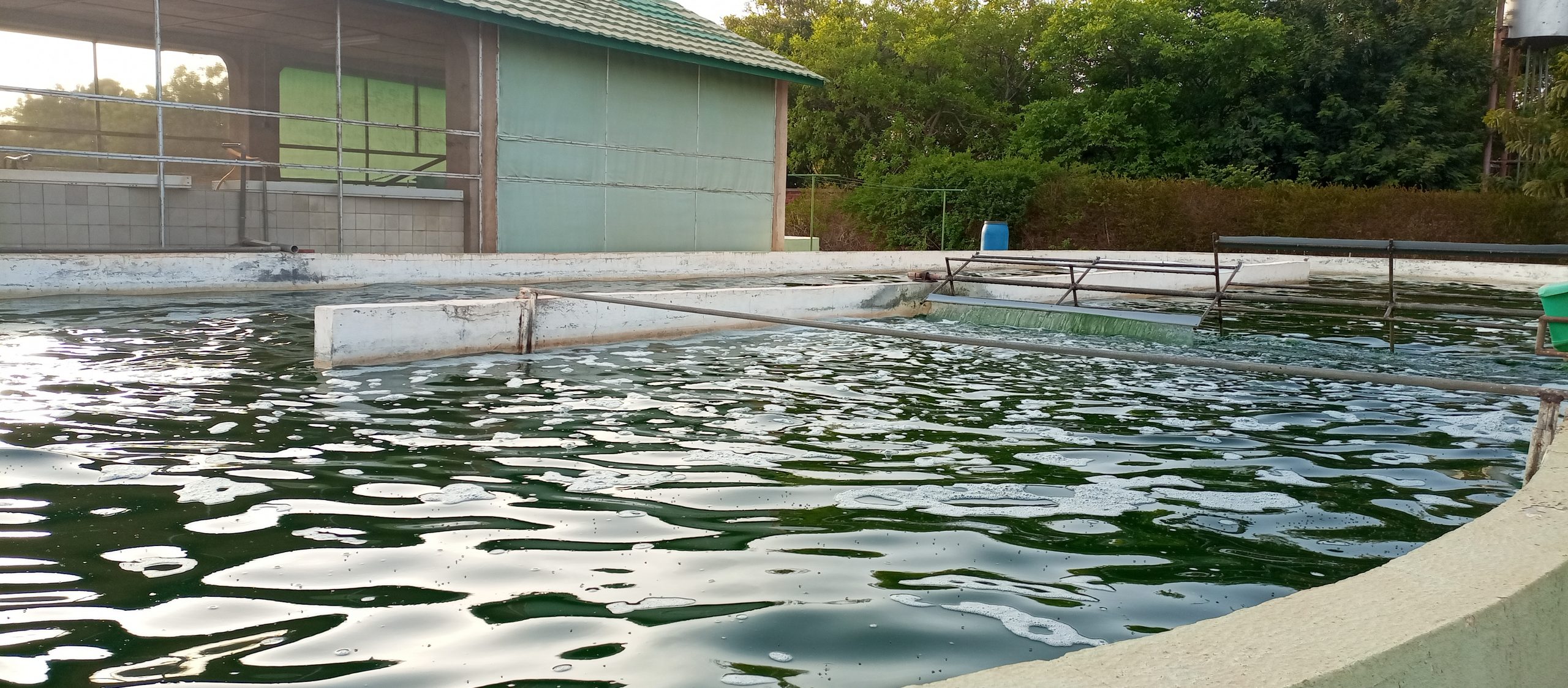 « L’oxygène produit par la spiruline peut être utilisé dans les hôpitaux »