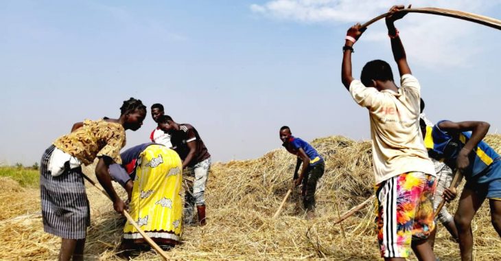 Banfora : les fruits de la solidarité se récoltent dans les champs de riz