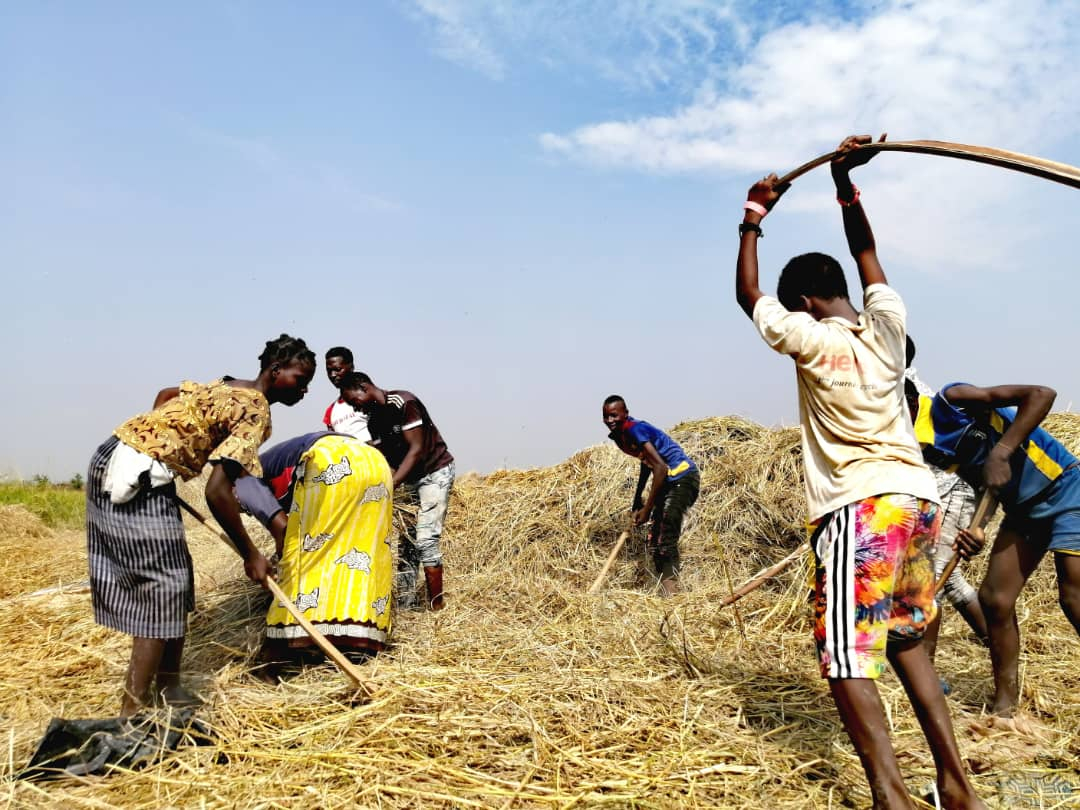 Banfora : les fruits de la solidarité se récoltent dans les champs de riz