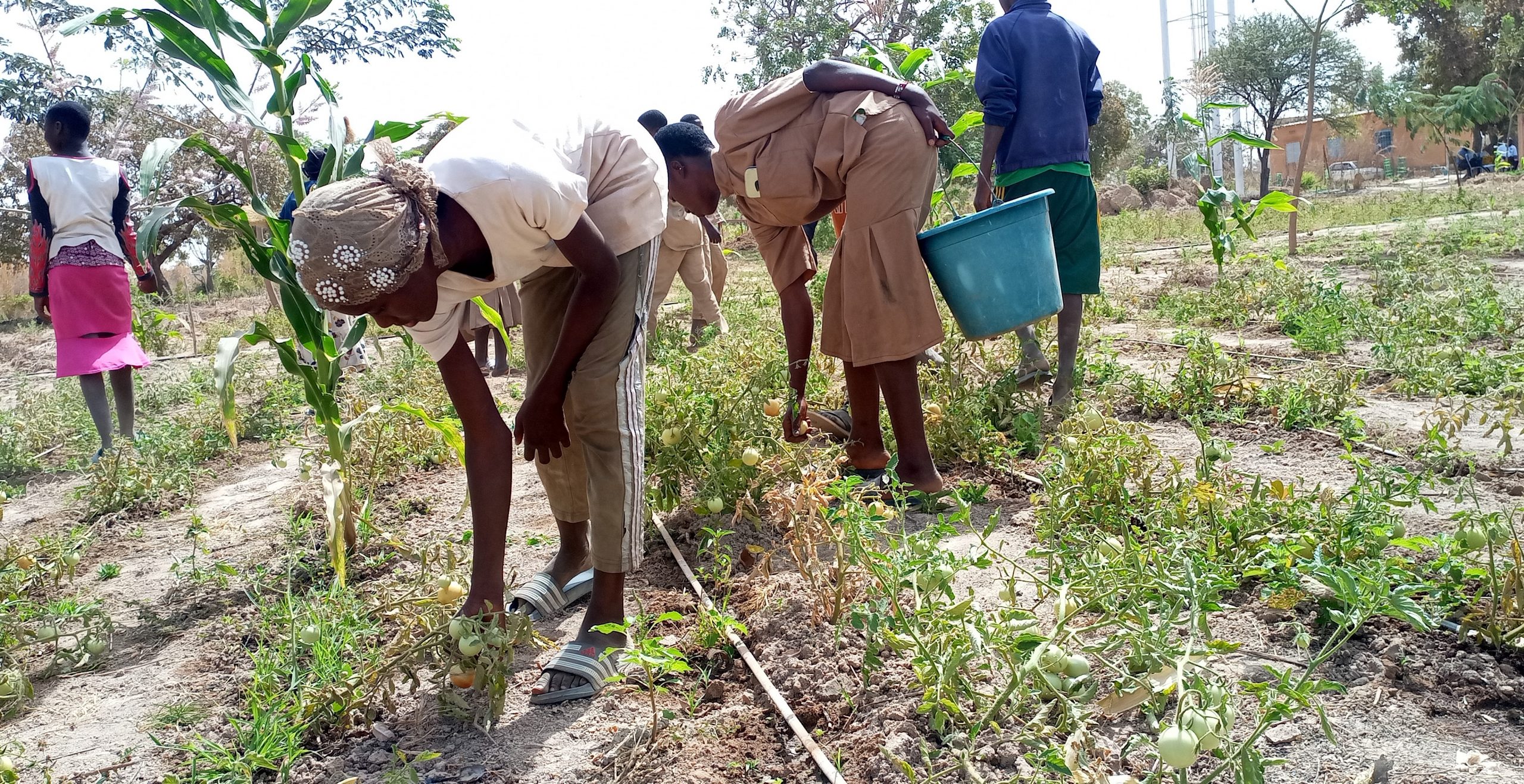 Bazoulé: « Le jardin scolaire nous aide à connaitre les plantes »