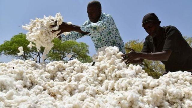 Augmentation du prix de coton : des producteurs  du Tuy insatisfaits
