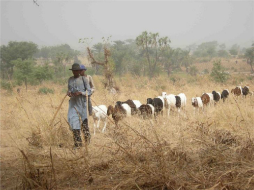 Burkina : la transhumance pour sauver le bétail