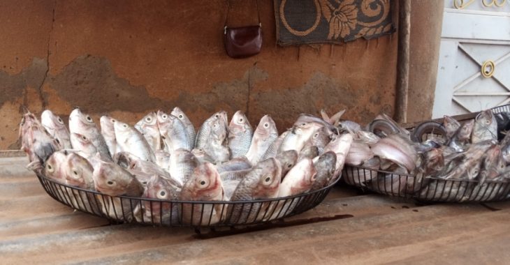 Dédougou : des consommateurs de poissons inquiets