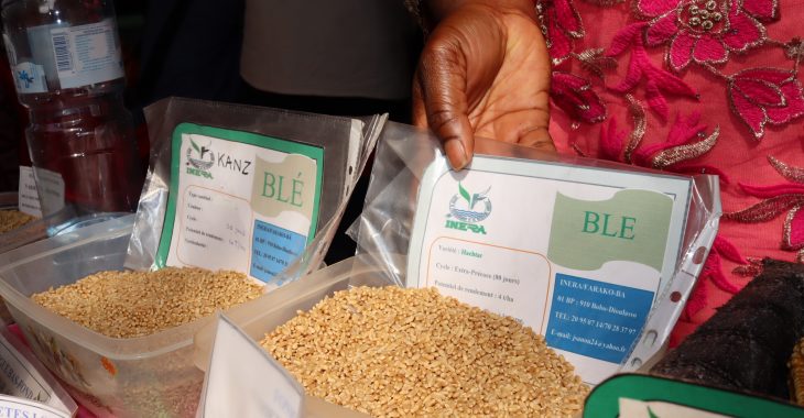 Production de blé au Burkina: La piqûre de rappel des chercheurs